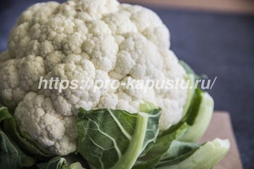 Капуста цветет желтыми цветами. Основные причины, по которым цветная капуста пошла в цвет