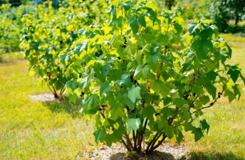 Можно ли сажать рядом разные сорта ежевики. Совместимость ежевики с другими растениями на участке