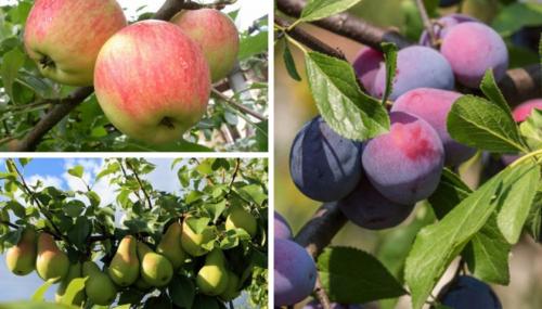 Можно ли сажать рядом разные сорта ежевики. Совместимость ежевики с другими растениями на участке