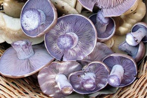 Как правильно жарить рядовки. Синюшки