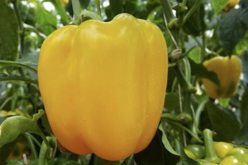 Почему не краснеют перцы в теплице. Почему не краснеет перец