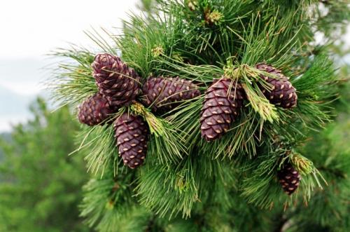 Pinus cembra compacta Glauca. Посадка 02