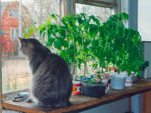Когда лучше ставить теплицу из поликарбоната весной или осенью. В какое время лучше ставить теплицу: осенью или весной? 03