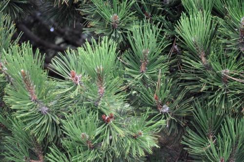 Pinus cembra compacta Glauca. Посадка 07