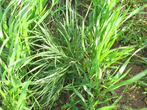 Можно ли сажать виноград рядом с малиной. 