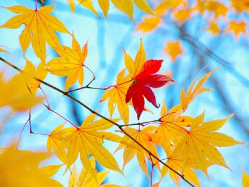 Когда лучше ставить теплицу из поликарбоната весной или осенью. В какое время лучше ставить теплицу: осенью или весной? 02