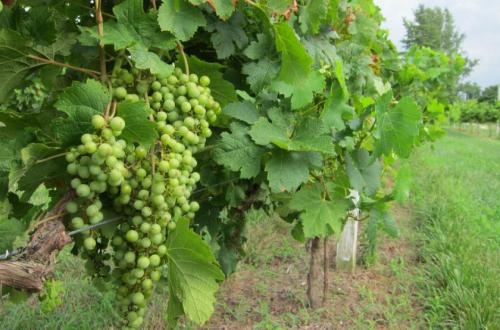 Можно ли сажать рядом разные сорта ежевики. Совместимость ежевики с другими растениями на участке