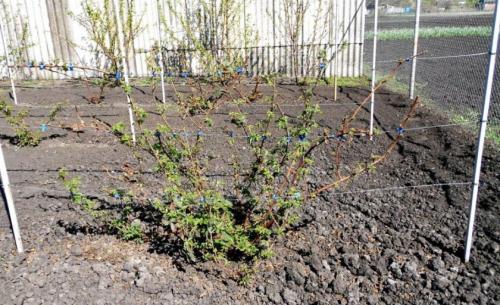 Можно ли сажать рядом разные сорта ежевики. Совместимость ежевики с другими растениями на участке