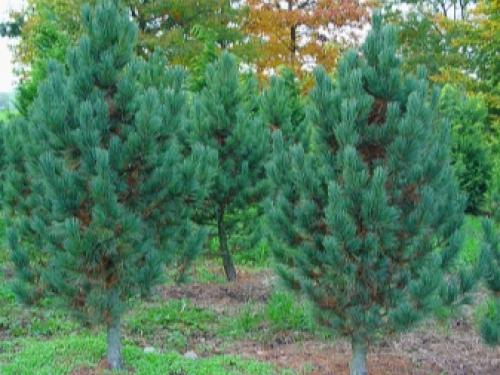 Pinus cembra compacta Glauca. Посадка 03