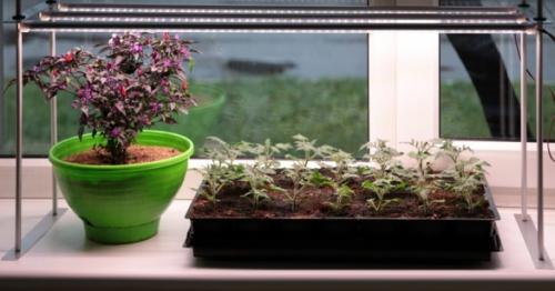 Досвечивание рассады светодиодными лампами. Как правильно досвечивать рассаду