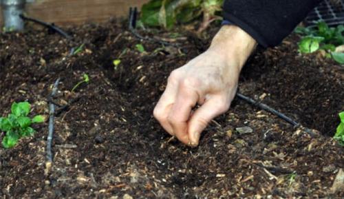 Грунт для клубники в домашних условиях. Как скорректировать характеристики грунта