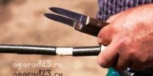 Размножение грецкого ореха воздушными отводками. Как вырастить грецкий орех, способы размножения