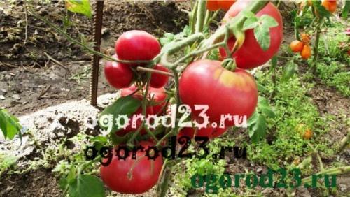 Почему помидоры не сладкие. Как вырастить сладкие помидоры, вкусные, сахарные