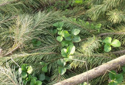 Как прикопать клубнику на зиму. Чем укрыть клубнику на зиму