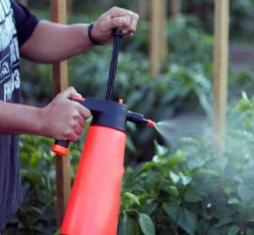 Фитоплазмоз помидор. Опасная болезнь — столбур томатов: меры борьбы с вирусом и причины его появления, профилактика возникновения