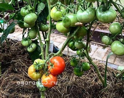 Почему помидоры не сладкие. Как вырастить сладкие помидоры, вкусные, сахарные