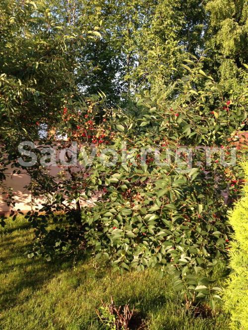 Как прикопать вишню осенью. Уход за вишней осенью