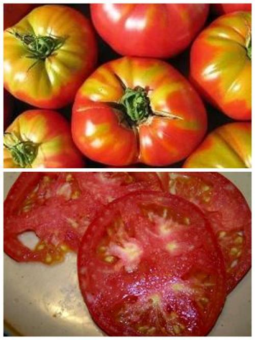 Почему помидоры твердые. Недостаток микроэлементов