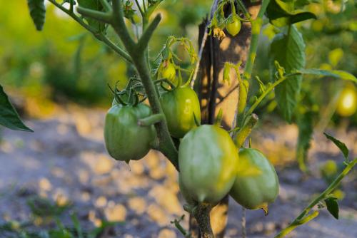Почему помидоры гниют зелёными на кусту. Почему гниют помидоры на кустах