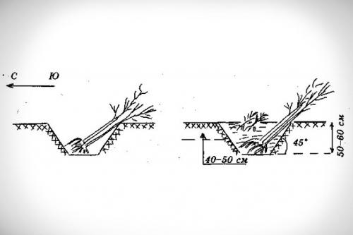 Как прикопать малину на зиму. Правила прикопки саженцев на зиму