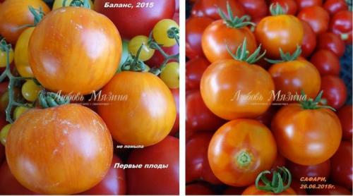 Томаты и помидоры разница. Какая разница между томатами и помидорами? 05