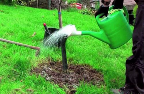 Как посадить яблоню летом. Инструкция по посадке яблонь летом