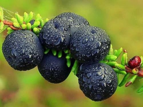 Нам помогла шикша. Польза, лечебные свойства и противопоказания к употреблению шикши