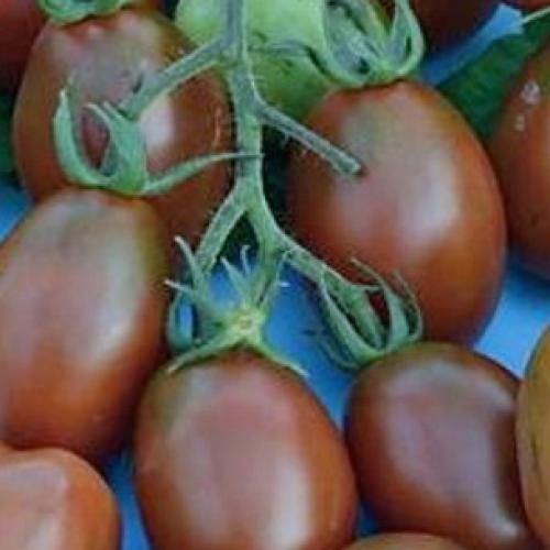 Томаты и помидоры разница. Какая разница между томатами и помидорами? 11