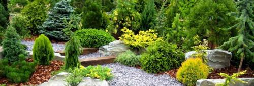 Когда лучше пересаживать сосну из леса. Правильный уход после посадки 07