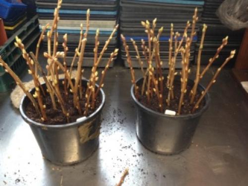 Как размножить черенками калину. Размножение черенками 08 Как размножить черенками калину. Размножение черенками 08