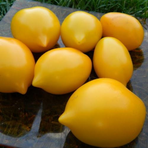 Томаты и помидоры разница. Какая разница между томатами и помидорами? 12