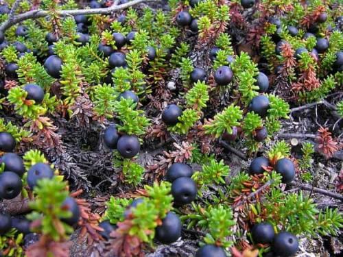 Нам помогла шикша. Польза, лечебные свойства и противопоказания к употреблению шикши