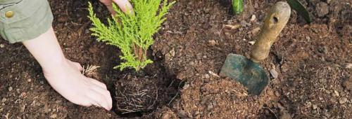 Когда лучше пересаживать сосну из леса. Правильный уход после посадки 08