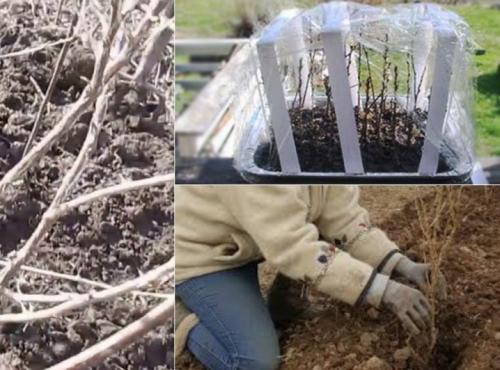 Как размножить черенками калину. Размножение черенками 07 Как размножить черенками калину. Размножение черенками 07