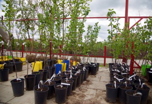 Правильная посадка яблони. Как выбрать яблоню для посадки?