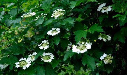 Как размножить черенками калину. Размножение черенками