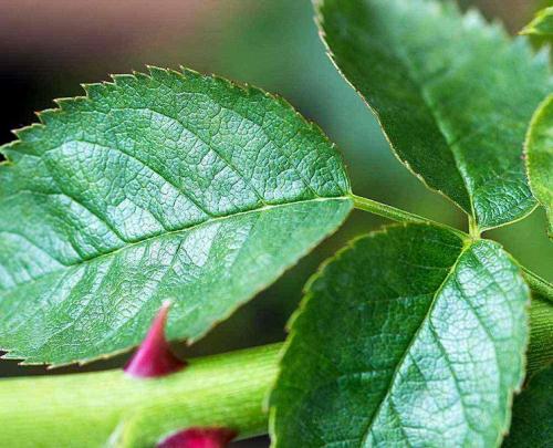 Можно ли обрезать розы при морозе. Удаление лишней листвы