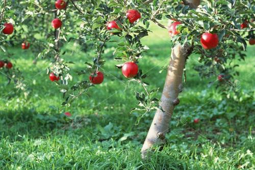 Как посадить яблоню летом. Инструкция по посадке яблонь летом