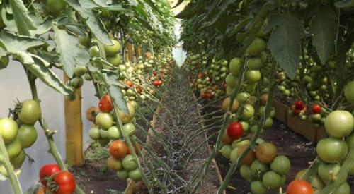 Томаты и помидоры разница. Какая разница между томатами и помидорами? 02