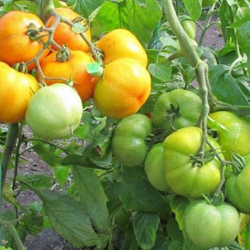 Томаты и помидоры разница. Какая разница между томатами и помидорами? 04