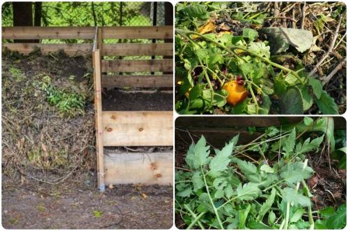 Можно ли картофельную ботву класть в компостную яму. Можно ли в компост класть ботву томатов и картофеля