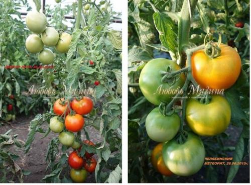 Томаты и помидоры разница. Какая разница между томатами и помидорами? 08