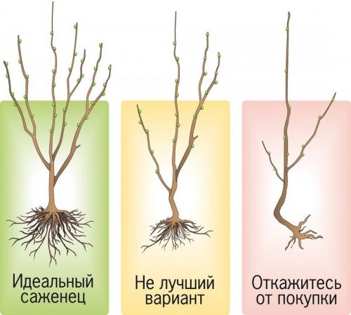 Правильная посадка яблони. Как выбрать яблоню для посадки?