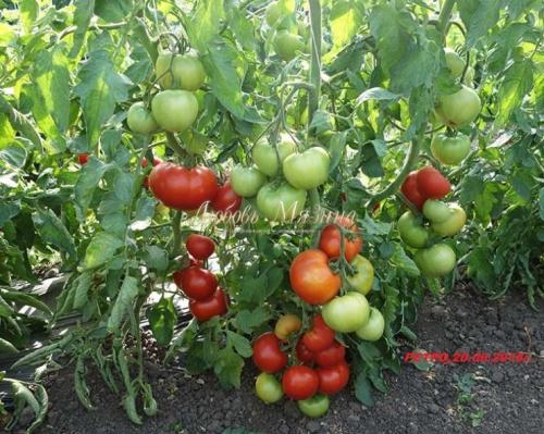 Томаты и помидоры разница. Какая разница между томатами и помидорами? 06