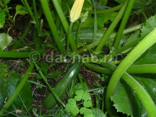 Ботва кабачков в компост. Что делать с ботвой от кабачков