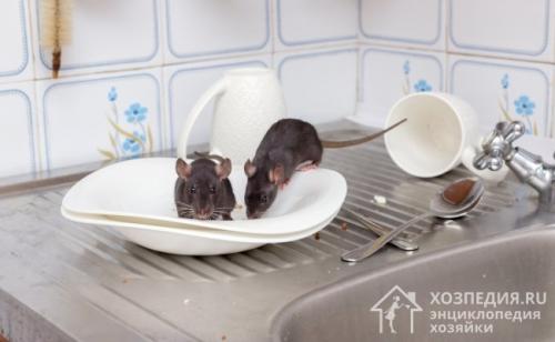 Как избавиться от мышей в доме. Как избавиться от мышей в квартире