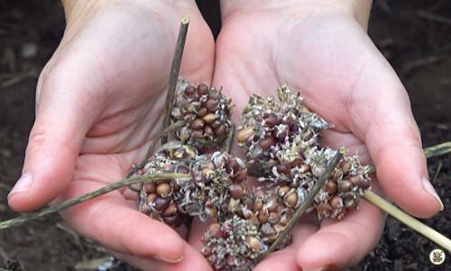 Как вырастить чеснок из бульбочек пошагово. Приветствую вас на моём канале, уважаемые читатели!