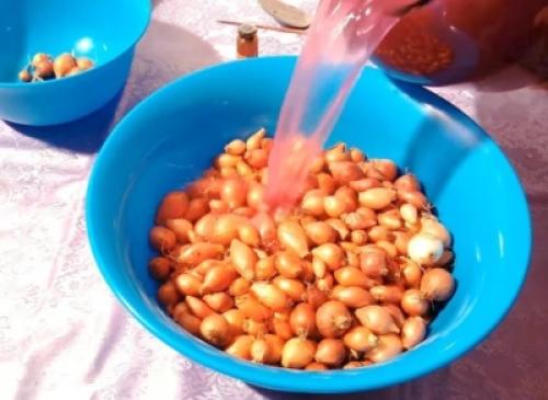 В чем замочить лук перед посадкой, чтобы не было стрелок. Что может затормозить стрелкование лука, и есть ли возможность избежать его вовсе? 04