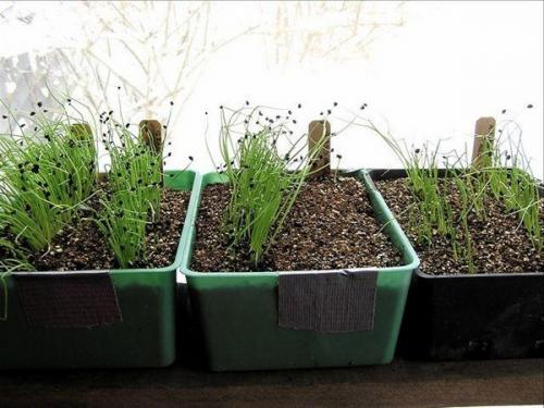 Как вырастить посадочный материал лука. Выращивание из семян: особенности