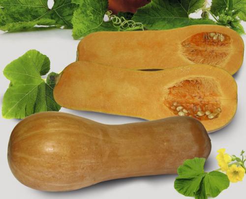 Сорта тыквы. Лучшие сорта тыквы